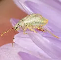 Hoplomachidea consors - photo 3