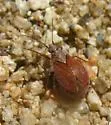 Hoplomachidea consors - photo 4