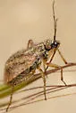 Hoplomachidea consors - photo 5