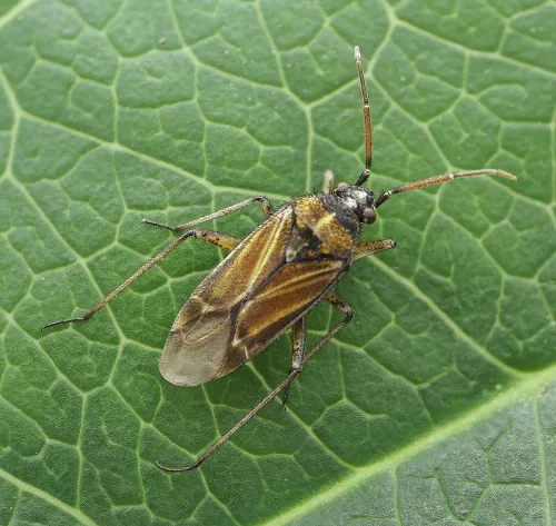 Hoplomachus thunbergii