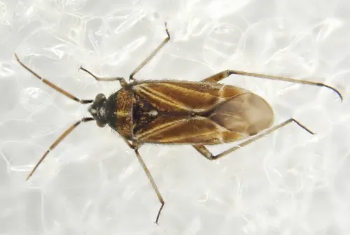 Hoplomachus thunbergii - photo 2