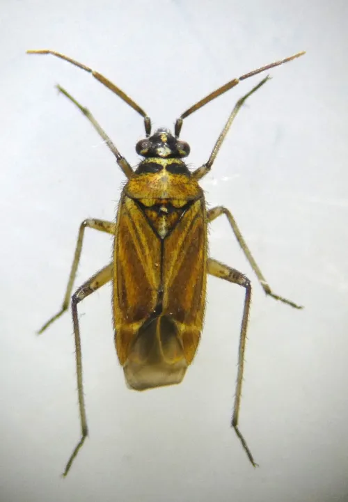 Hoplomachus thunbergii - photo 3