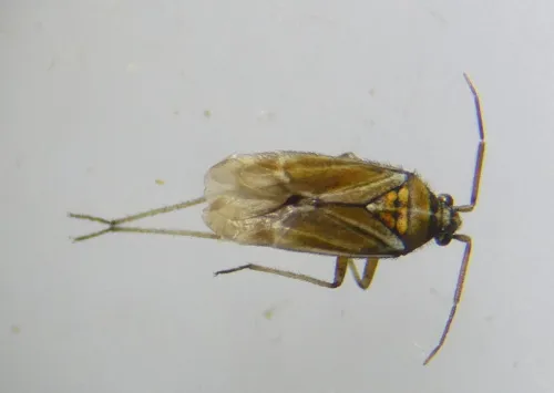 Hoplomachus thunbergii - photo 4