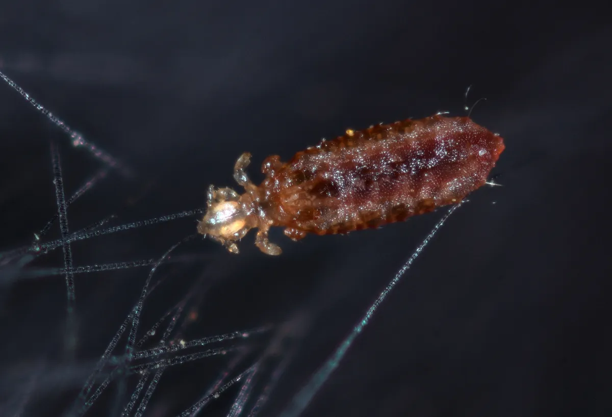 Hoplopleuridae - photo 3