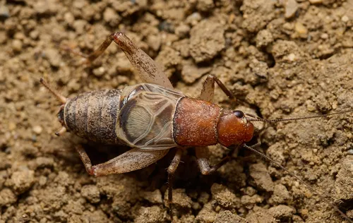 Western Bush Cricket - photo 2