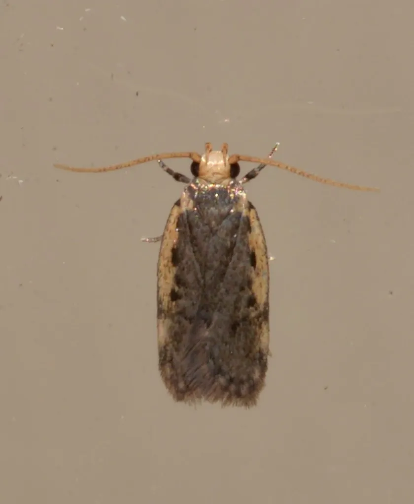 Hoplostega ochroma - photo 2