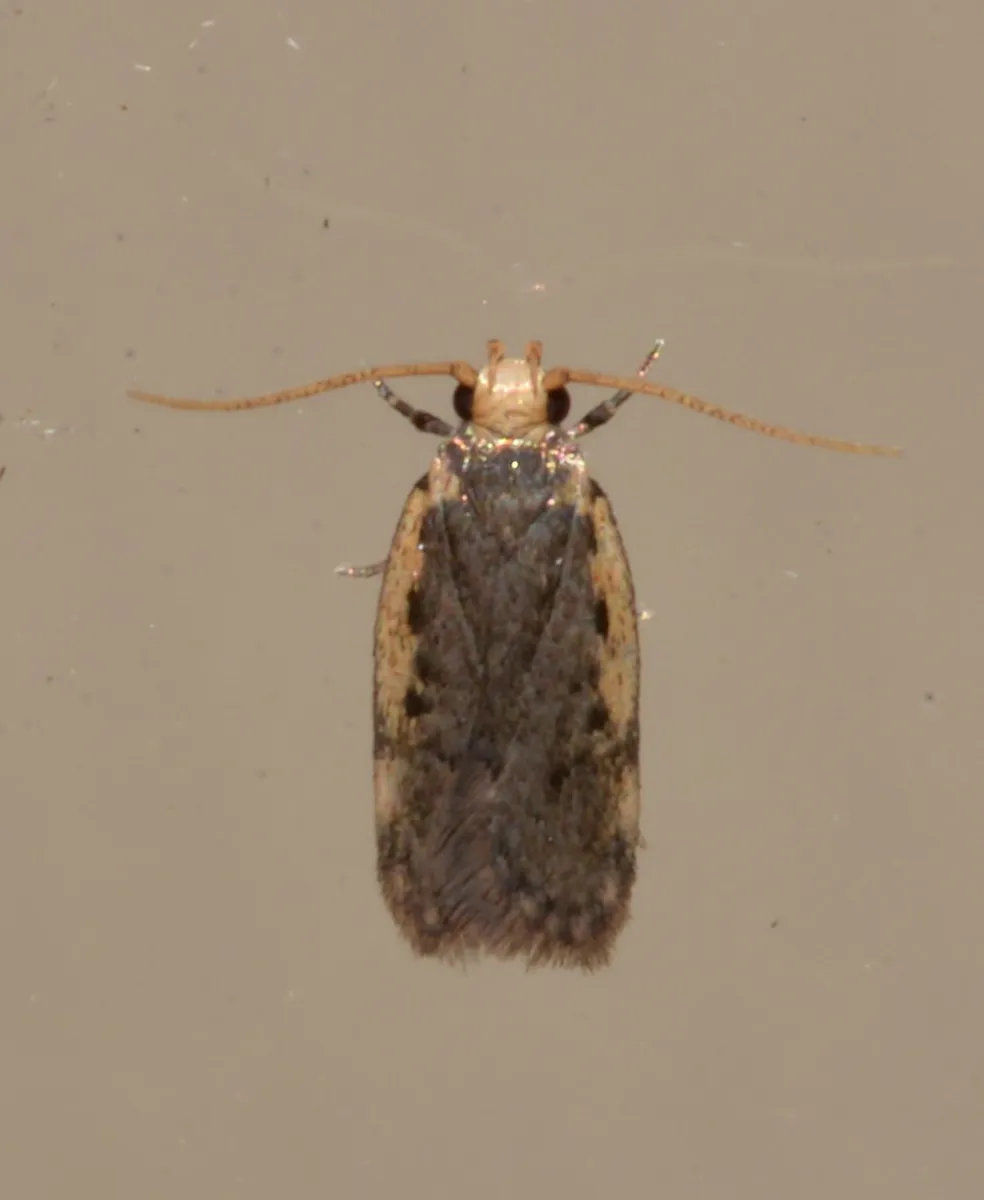 Hoplostega ochroma - photo 3