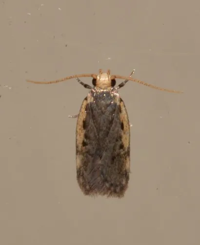 Hoplostega ochroma - photo 4