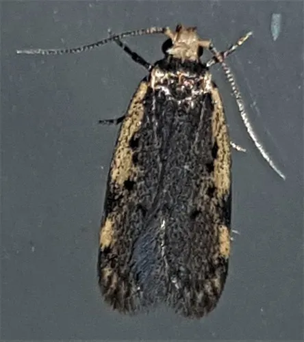 Hoplostega ochroma - photo 8
