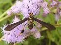 Texas Wasp Moth - Hodges#8287