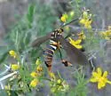 Texas Wasp Moth - Hodges#8287 - photo 2