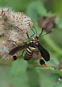 Texas Wasp Moth - Hodges#8287 - photo 4