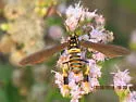 Texas Wasp Moth - Hodges#8287 - photo 5