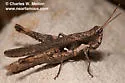 Ash-gray Range Grasshopper