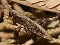 Ash-gray Range Grasshopper - photo 2