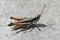 Ash-gray Range Grasshopper - photo 3