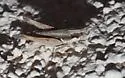 Ash-gray Range Grasshopper - photo 4