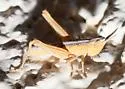 Ash-gray Range Grasshopper - photo 5