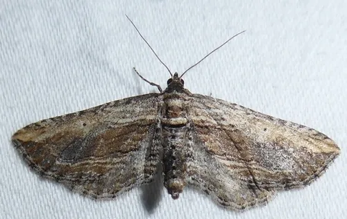 Horisme rectilineata - Hodges#7447