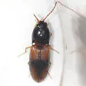 Horistonotus curiatus