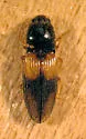 Horistonotus curiatus - photo 2