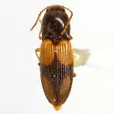 Horistonotus curiatus - photo 3