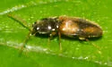 Horistonotus curiatus - photo 4