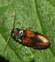 Horistonotus curiatus - photo 5
