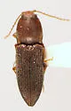 Horistonotus densus