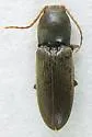 Horistonotus gracilis