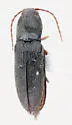 Horistonotus gracilis - photo 4