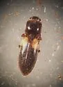 Horistonotus inanus