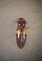 Horistonotus inanus - photo 2