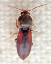 Horistonotus inanus - photo 3