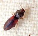 Horistonotus inanus - photo 4