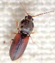 Horistonotus inanus - photo 5