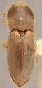 Horistonotus obtusus