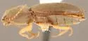 Horistonotus obtusus - photo 2