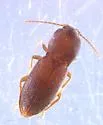 Horistonotus pullatus