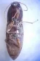 Horistonotus simplex - Horistonotus simplex
