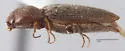 Horistonotus simplex - photo 2