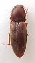 Horistonotus simplex - photo 3