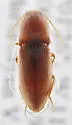 Horistonotus simplex - photo 5