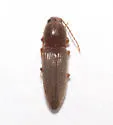 Sand Wireworm - photo 2