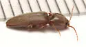 Sand Wireworm - photo 3