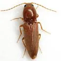 Sand Wireworm - photo 4