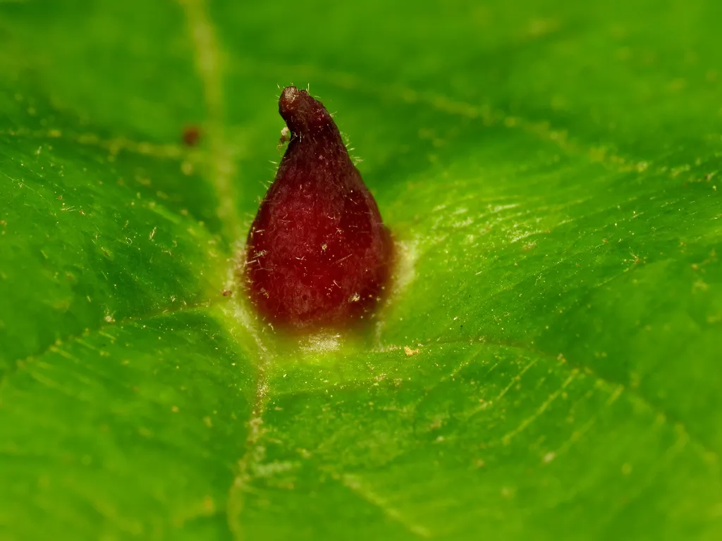 Witch Hazel Cone Gall Aphid - Hormaphis hamamelidis