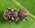 Lily of the Valley Weevil