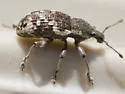 Lily of the Valley Weevil - photo 2