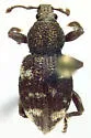 Lily of the Valley Weevil - photo 3
